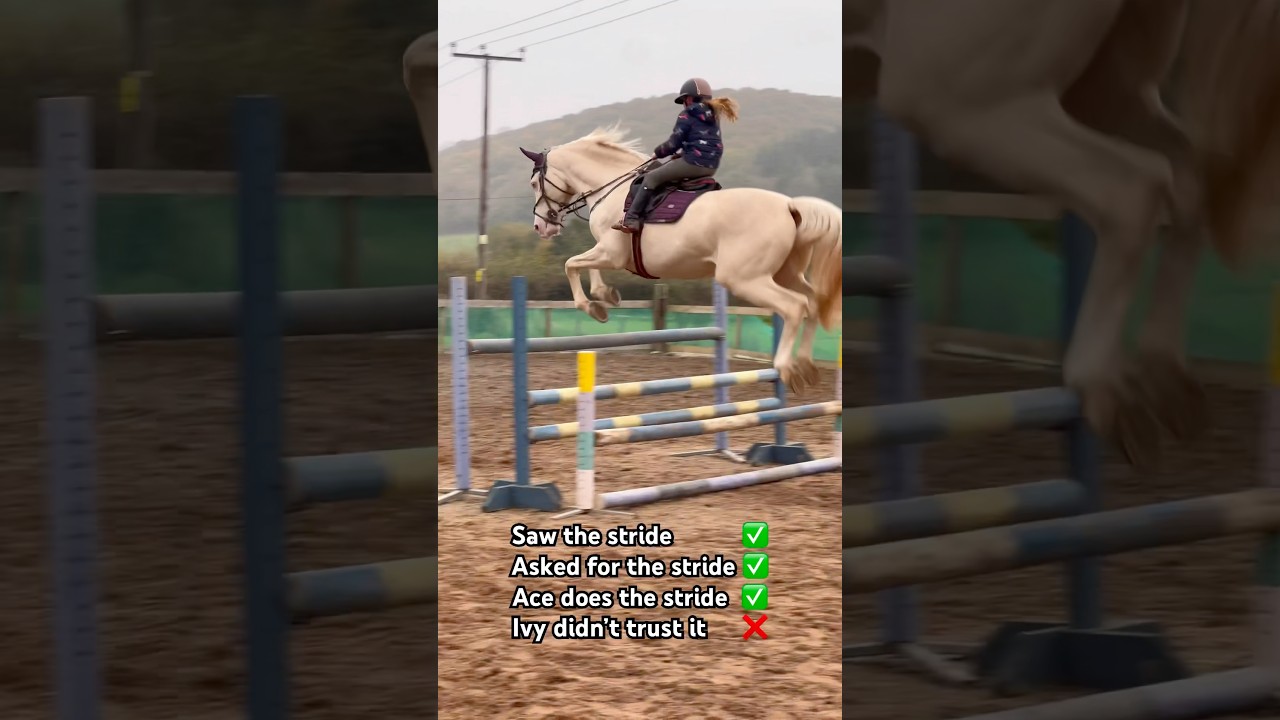 ALWAYS TRUST YOUR EYE IN SJ #horse #showjumping #equestrian #horseriding #pony #horsefan #horselover