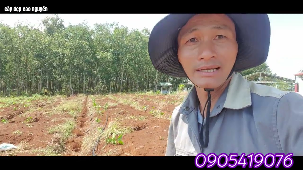 Bắt đầu trồng cà phê vụ mới ,cách trồng cà phê