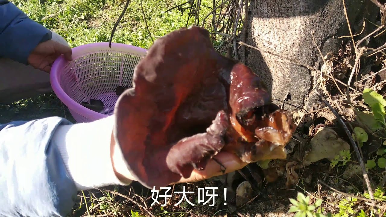 果园里采摘野生木耳，发现好大一窝，够吃一顿了