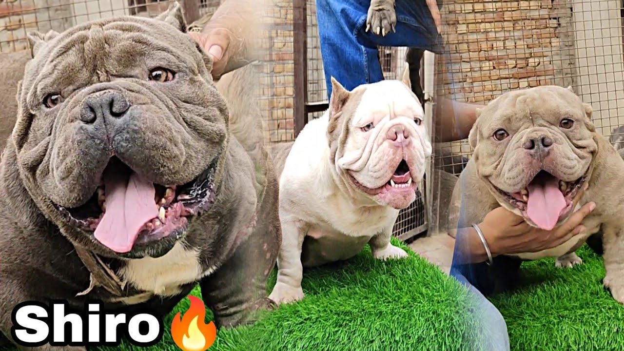 Thailand Imported Exotic  American bully's in India 😱 // Dc kennel Bathinda