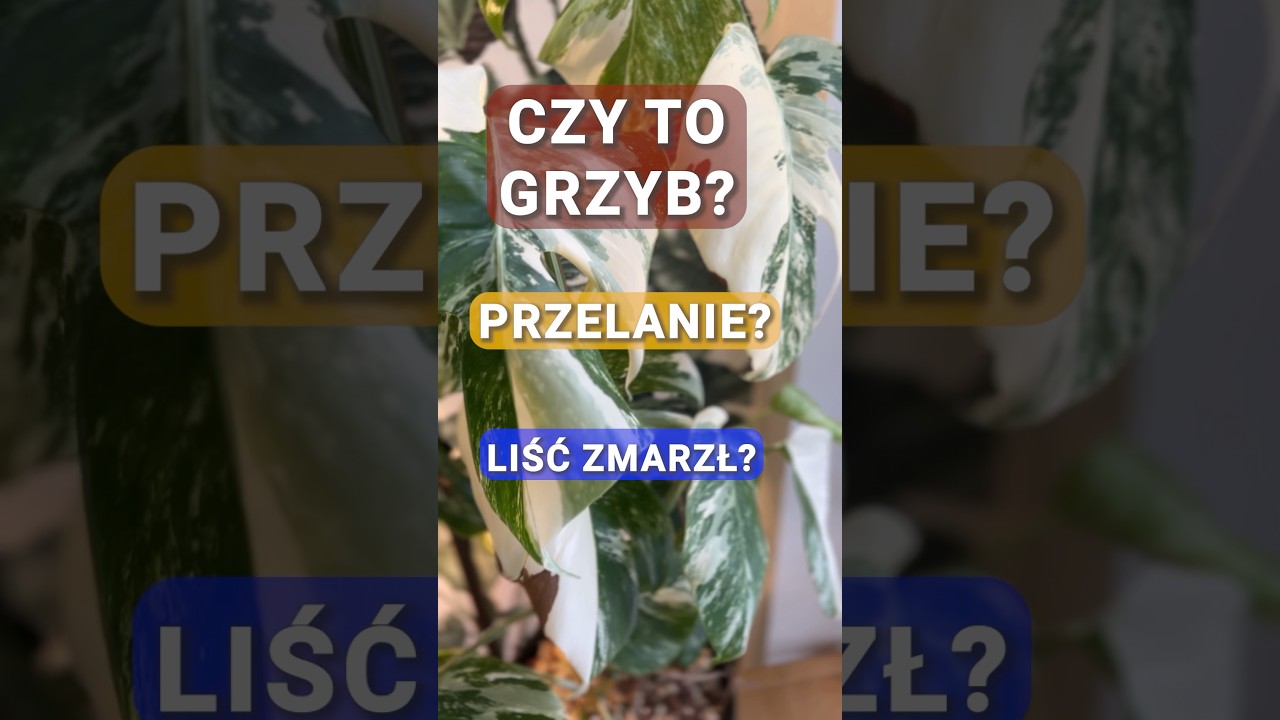 Brązowe plamy na monsterze variegacie