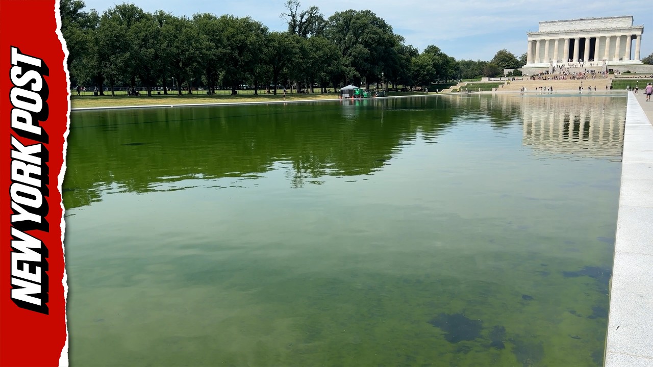 Green Algae Continues To Muck Up Reflecting Pool