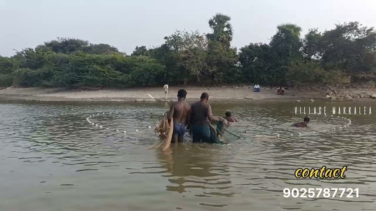 Catching 🐠 kendai fish in village 🐠🐟/contact for order 🐟🐠#fishing #village 