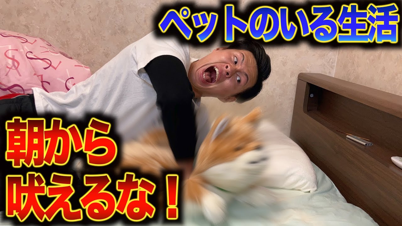【犬の鳴き声がうるさい】ゲーム実況者のモーニングルーティン
