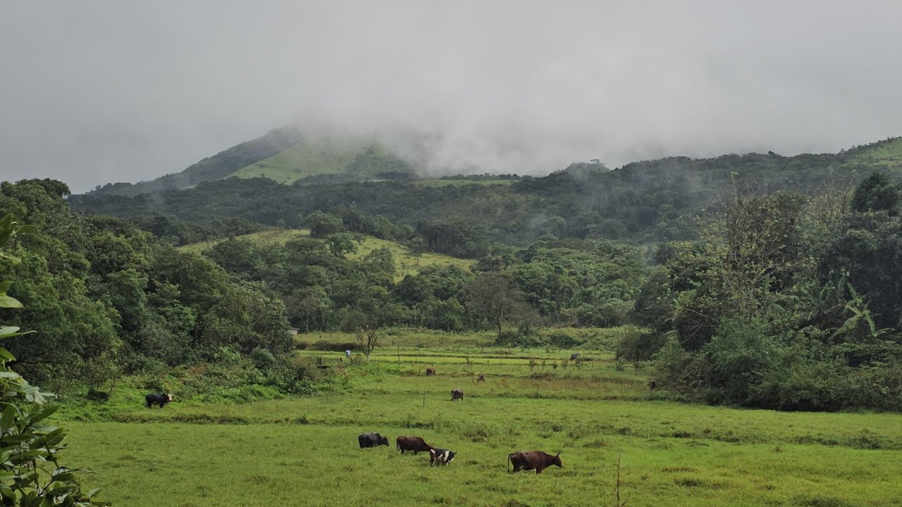 (#296) 🌍 86 acre private water falls & mountain view property. ಸ್ವರ್ಗದಂಥ ಜಾಗ 👌🏻location (coorg )