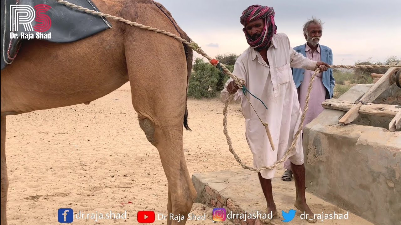 People of desert fetch water with #camels || Tharparkar desert