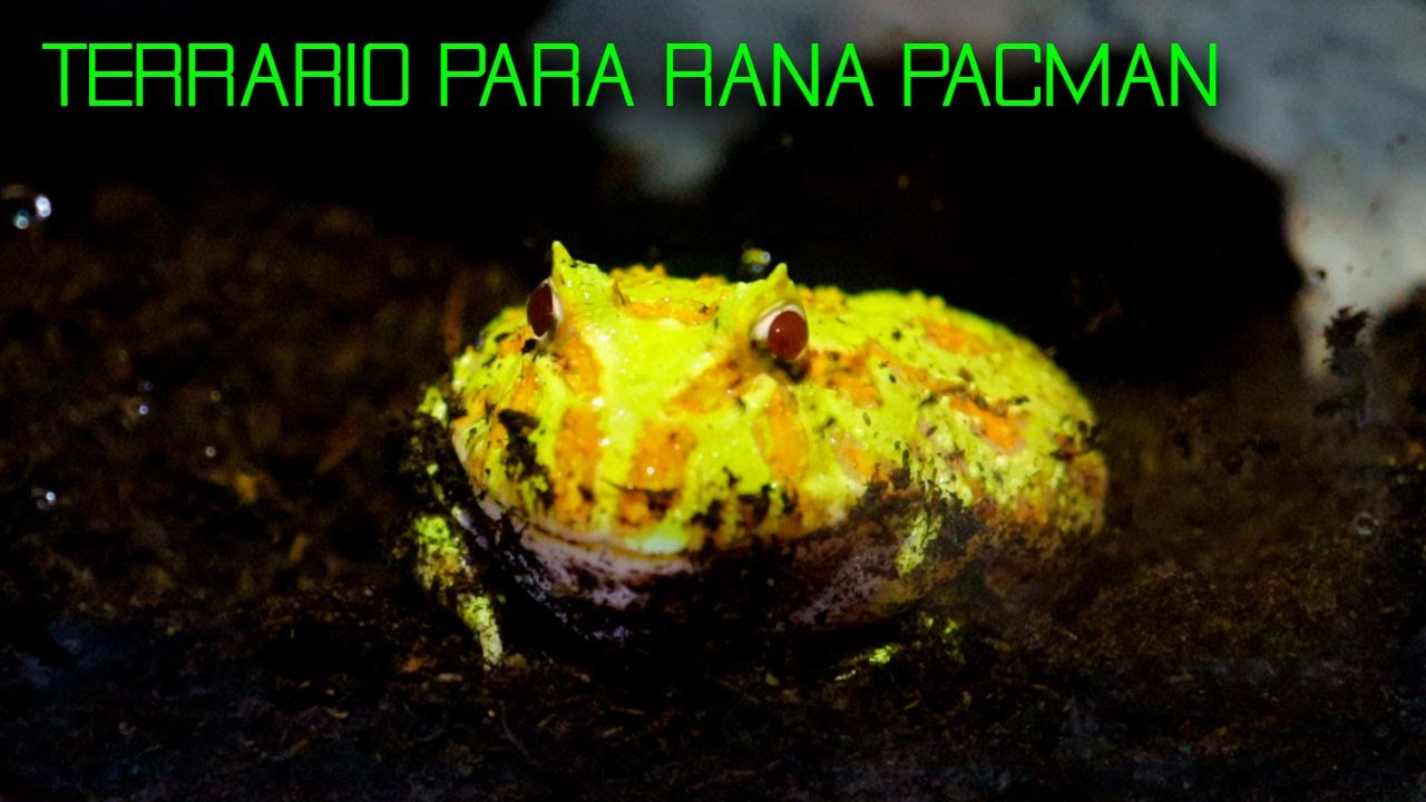 Nuevo terrario para mi RANA PACMAN