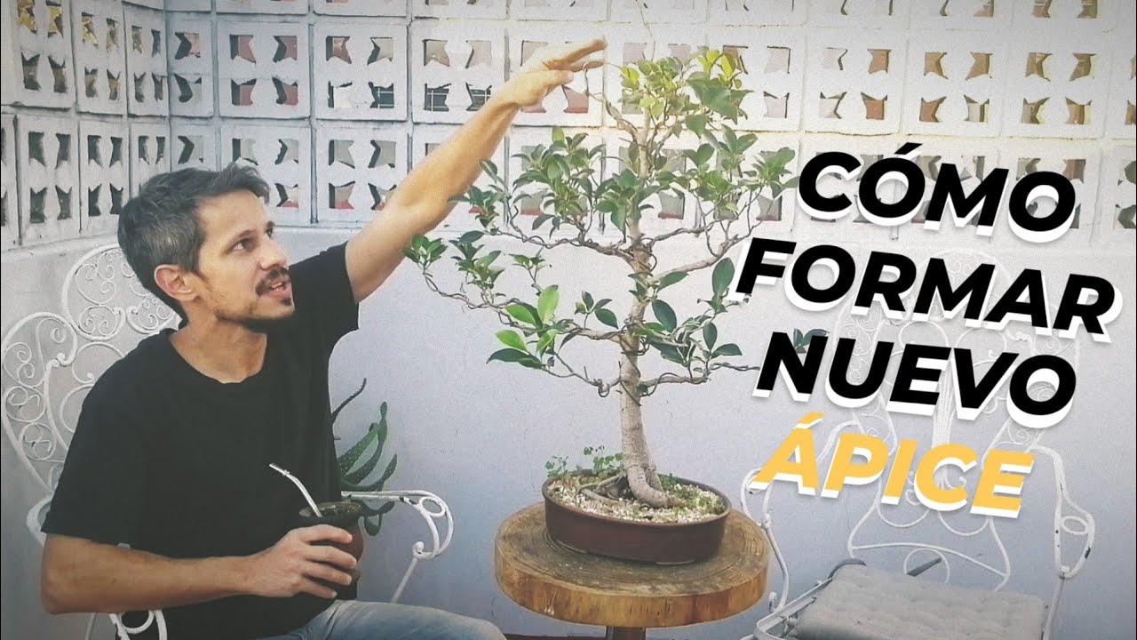 Como reemplazar el APICE DE UN BONSAI | Taller de Bonsai para principiantes