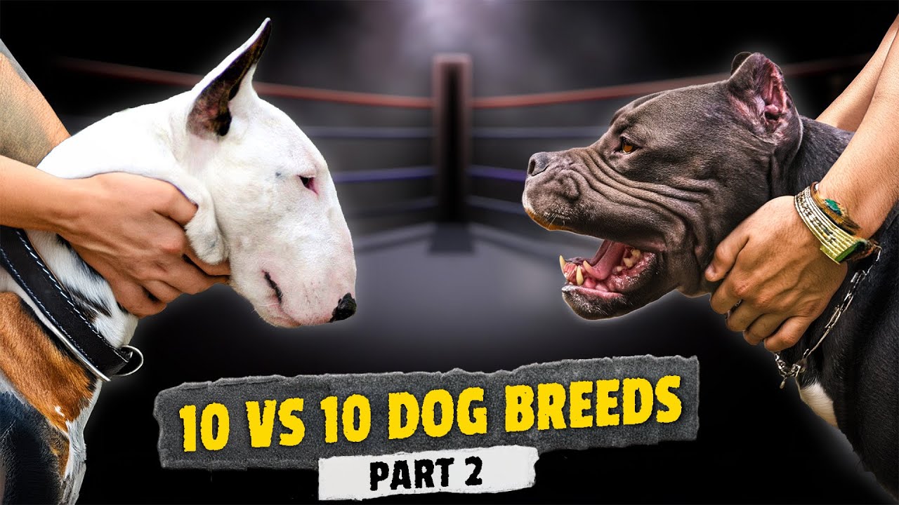 Bull Terrier VS Staffordshire Bull Terrier