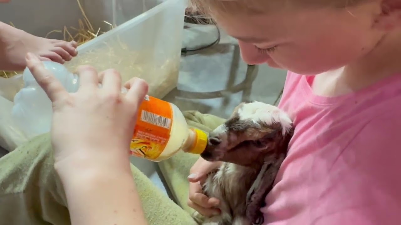 Feeding baby goats 