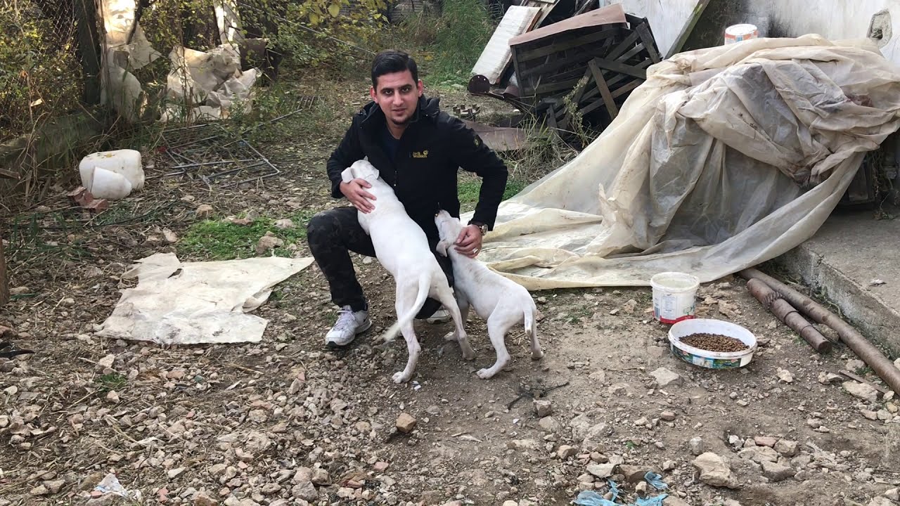 Köpeklerimi Kanlı ishalden nasıl kurtardım ( Az maliyet ile kanlı ishale son)