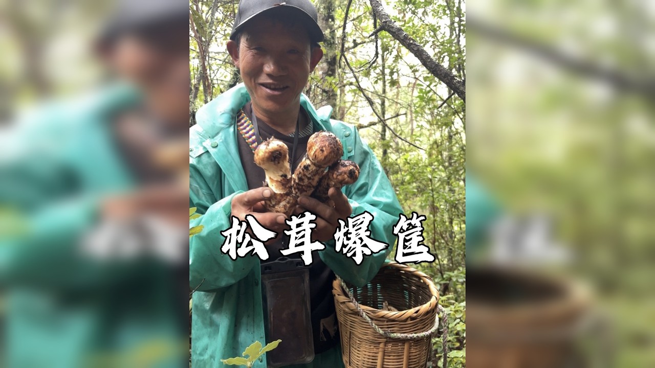 木匠老爸辞职采松茸，首战就顺利爆筐