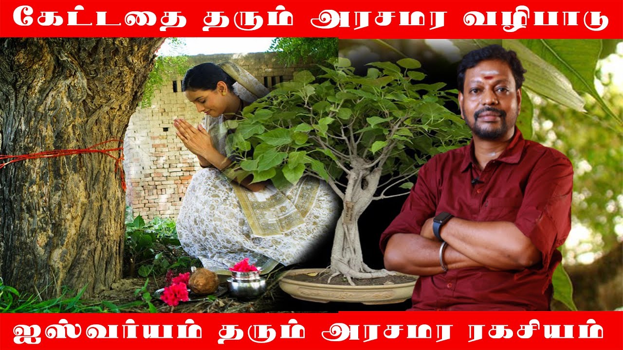 என்ன வேணுமோ கேட்டு வாங்கிகோங்க அரச மரம் தரும் | கேட்டதை தரும் அரச மர வழிபாடு | அரசமர ரகசியம்