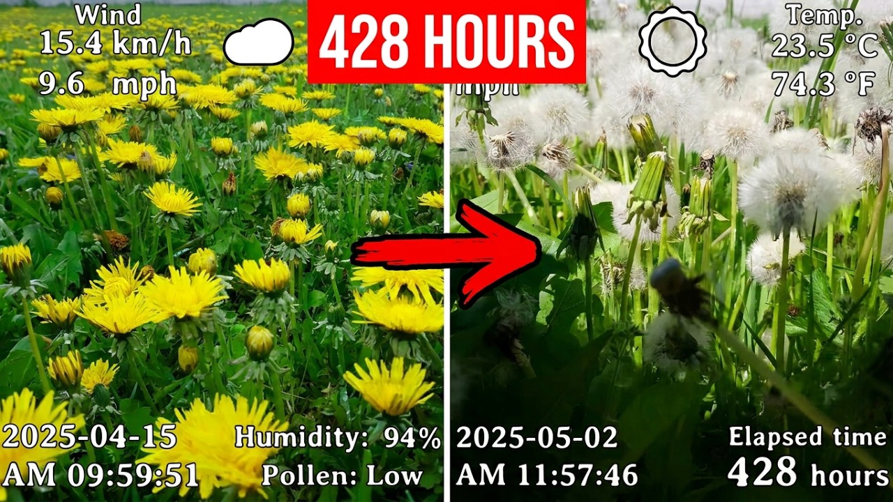 Dandelion Field Time Lapse with Full Meteo Data