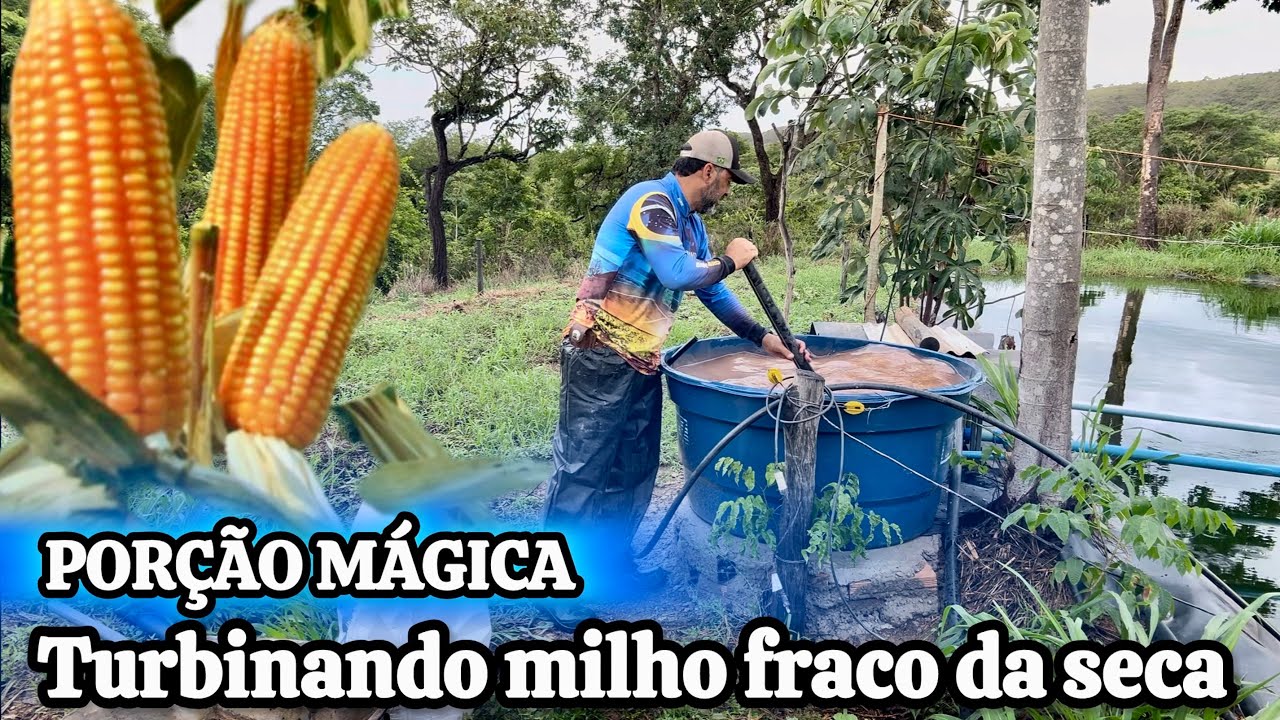ENFEITICEI MEU MILHO | TA CRESCENDO DIMAIS DEPOIS QUE EU APLIQUEI | O FEITIÇO FEITO COM ENXOFRE. 