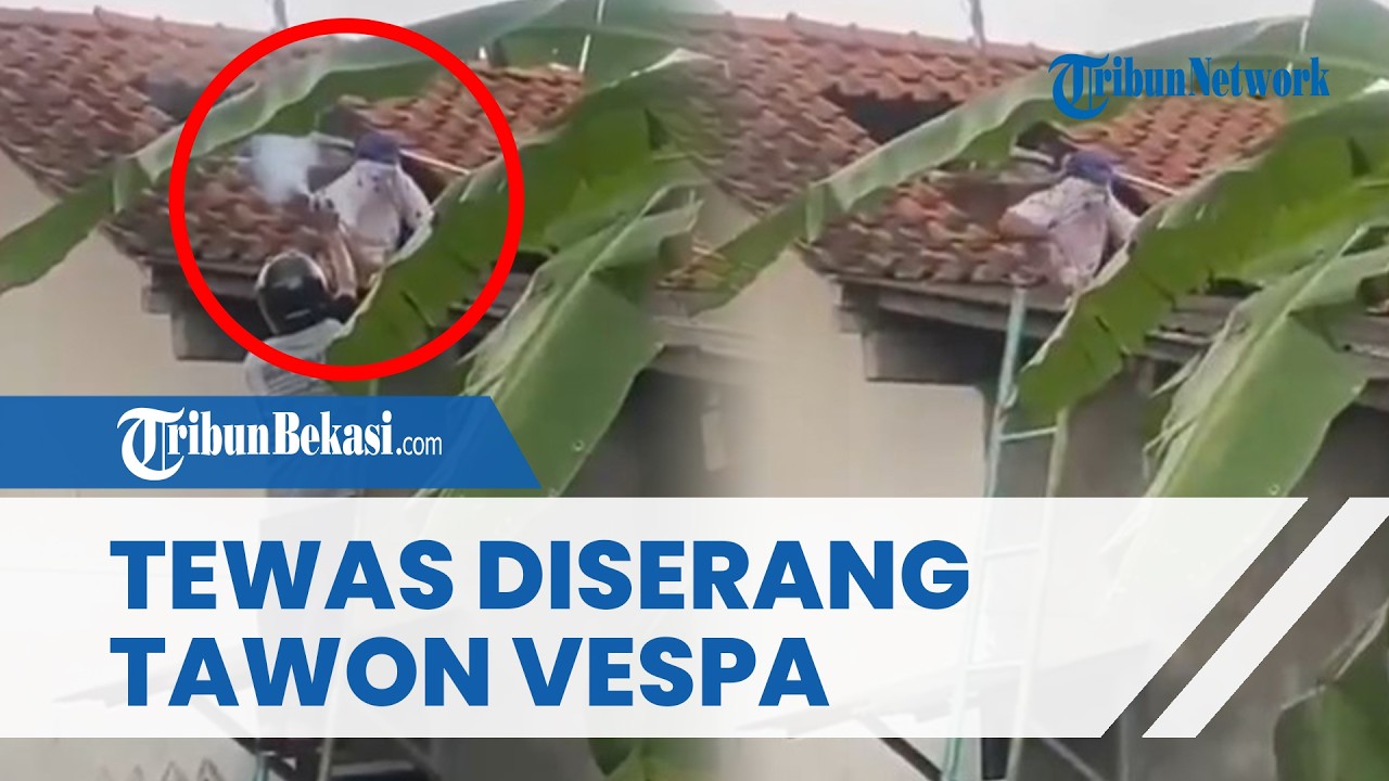 Viral Video Detik-detik Warga Cilacap Diserang Tawon Vespa hingga Meninggal Dunia