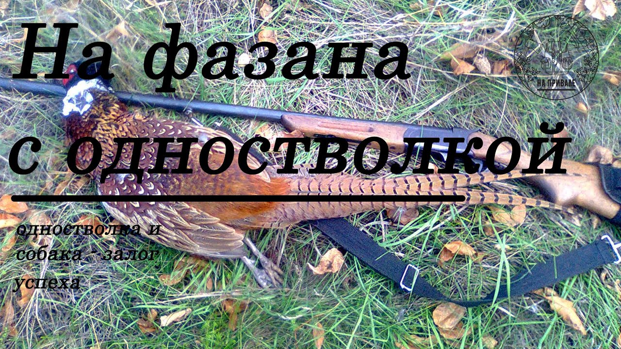 Охота на фазана с одностволкой