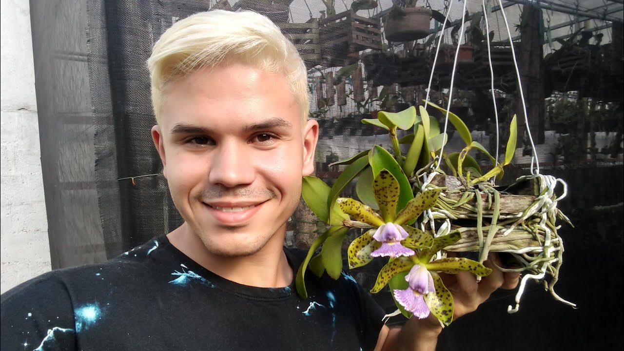 SOMBRITE PARA ORQUÍDEAS, FLORAÇÃO E ABELHAS