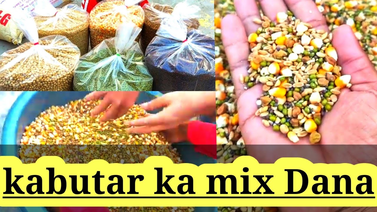 kabutar mix dana | kabutar ka mix dana kaise banaen | kabutar ke liye mix dana