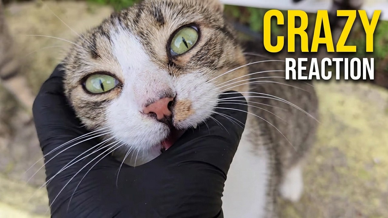 TABBY CAT FAMILY GOES CRAZY WITH JOY 😍 EVERY TIME THEY SEE THESE PEOPLE!