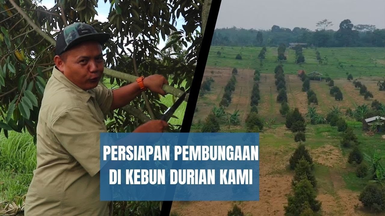 PERSIAPAN PEMBUNGAAN DI KEEBUNN DURIAN KAMI