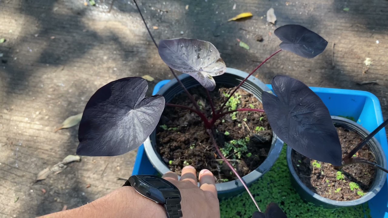 เปรียบเทียบกันระหว่าง colocasia black ripple & colocasia black coral