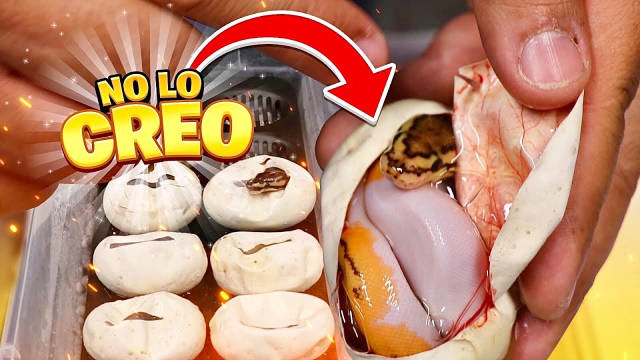 Pitón Bola Naranja?? Esta Cría Es Increíble