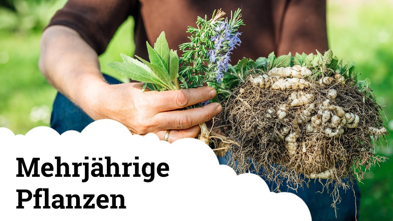 Mehrjährige Pflanzen (Gemüse, Kräuter) | Einmal setzen und für immer ernten!!! 😍🌱