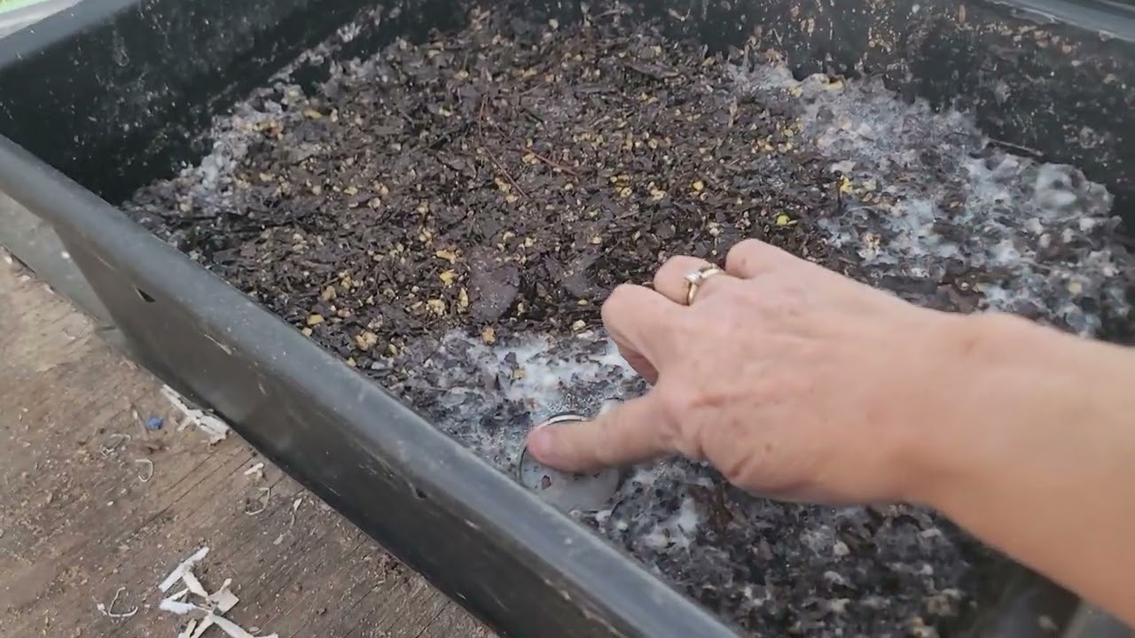 Pre-Compost Experiment Update: What&rsquo;s Happening So Far?