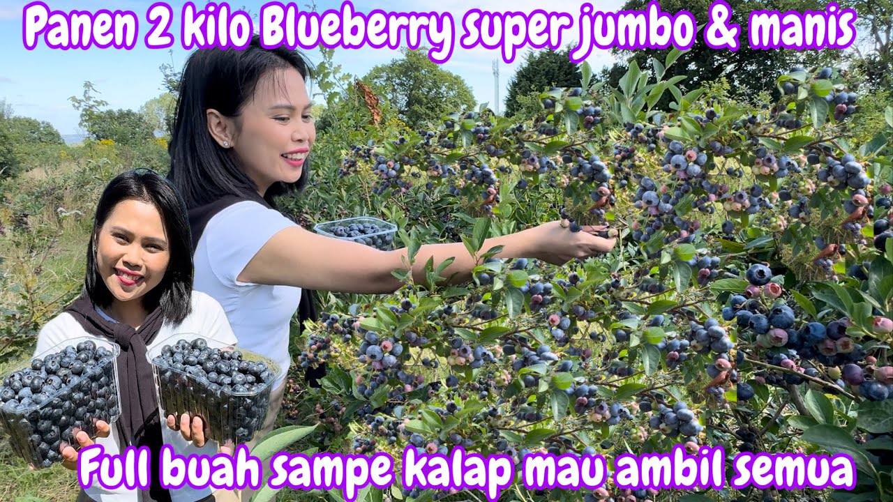 PANEN 2 KILO BLUEBERRY SUPER JUMBO DAN MANIS || FULL BUAH SAMPE KALAP MAU AMBIL SEMUA