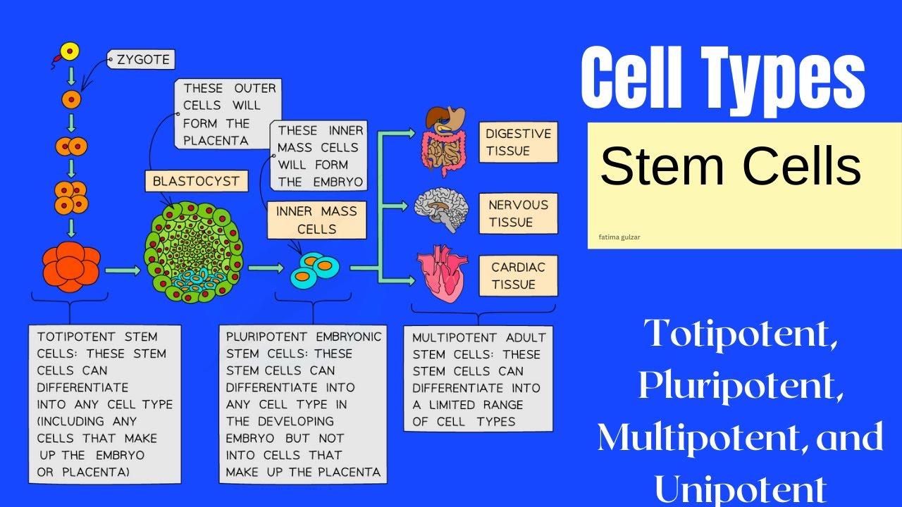|Stem Cells Types| 