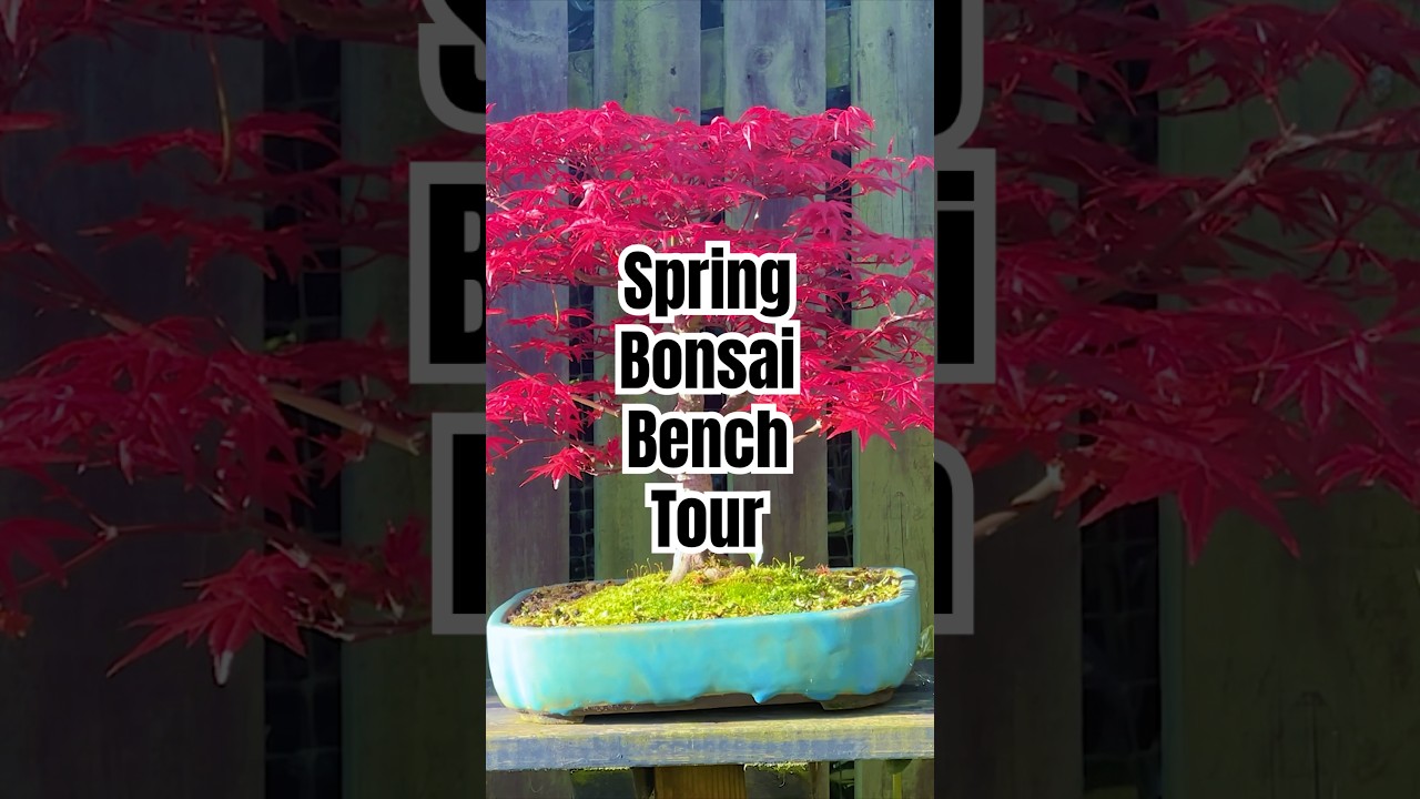 Spring Bonsai Bench Tour 2025