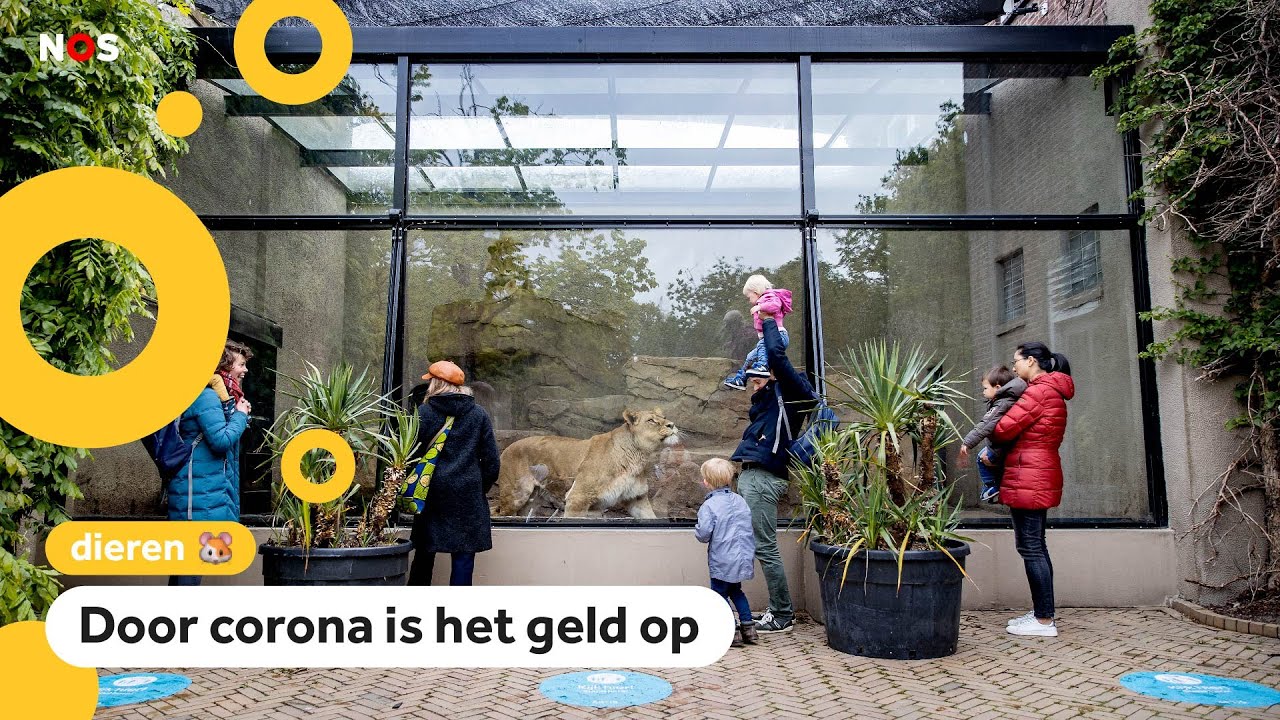 Leeuwen uit dierentuin Artis moeten weg
