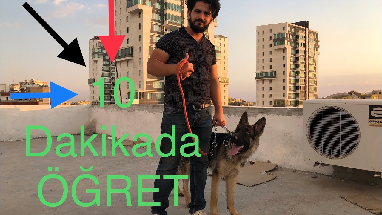 Alman kurdu k9 takip et komutu &ouml;ğret Alman kurdu eğitimi k9 eğitimi temel eğitim