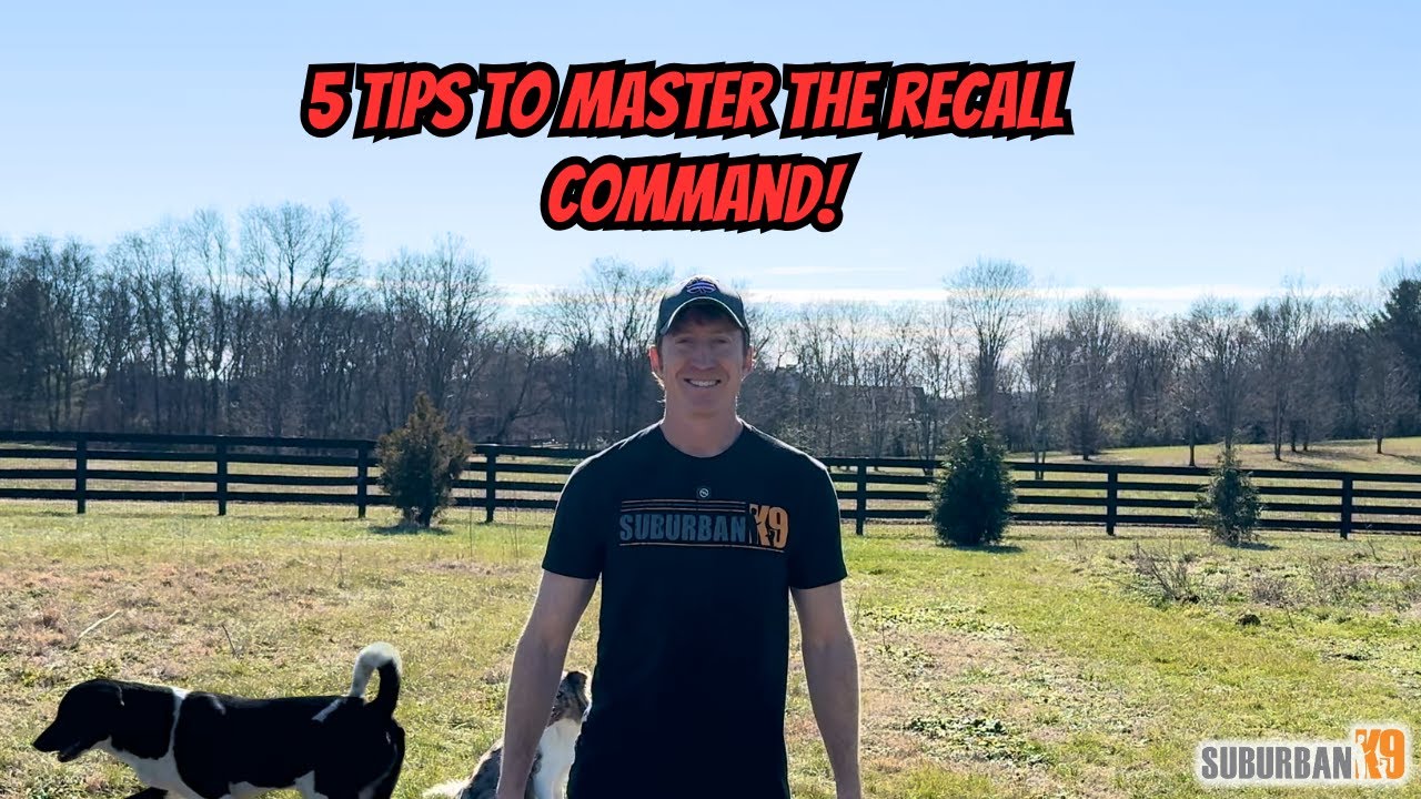5 Tips to Teach a Perfect Recall With Your Dog!