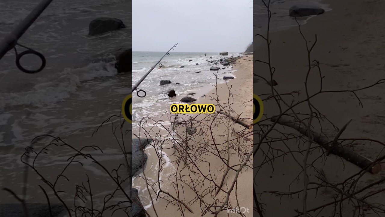 BAŁTYCKIE TROCIE + FLĄDRA #shorts #fishing #fish #ryby #bałtyk #nature #spinning #travel