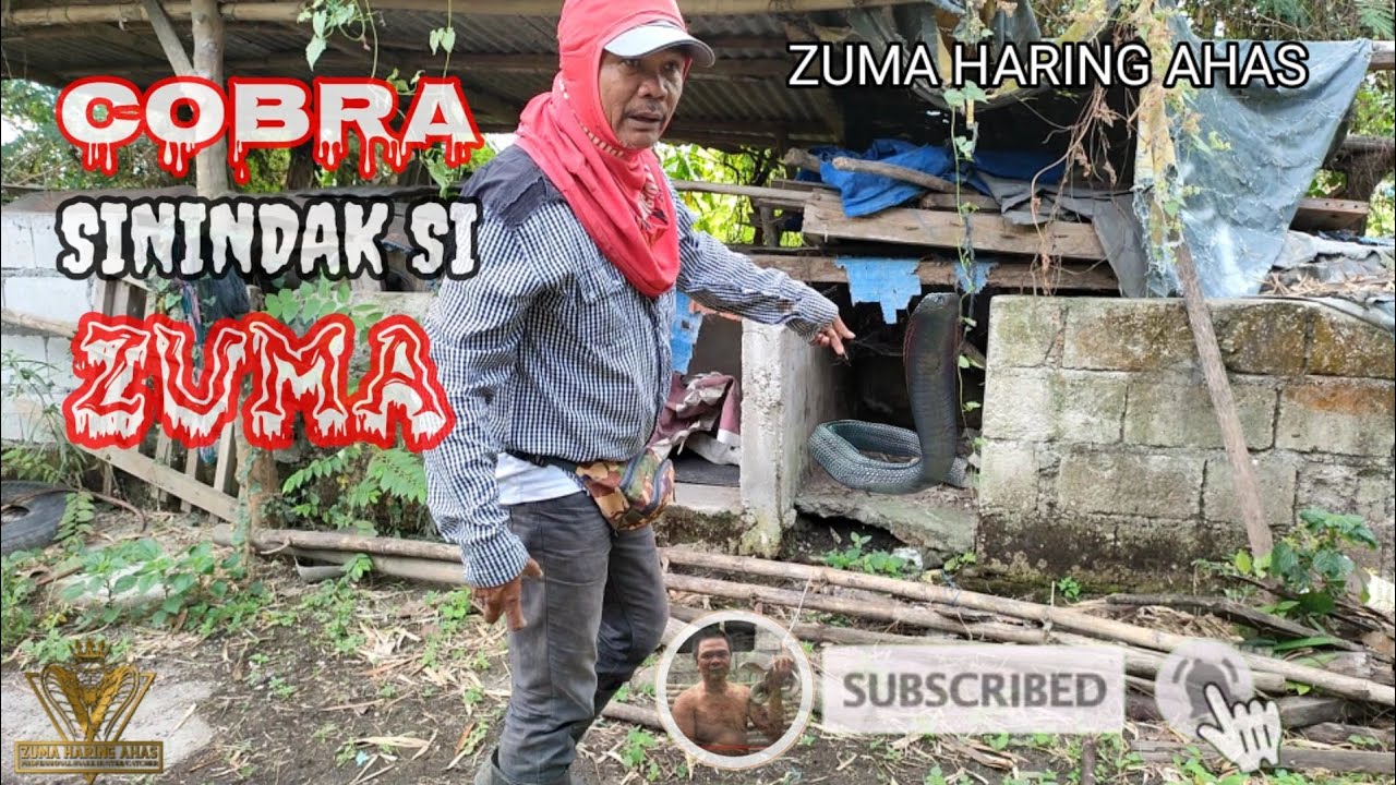 COBRA SININDAK SI ZUMA | zuma haring ahas