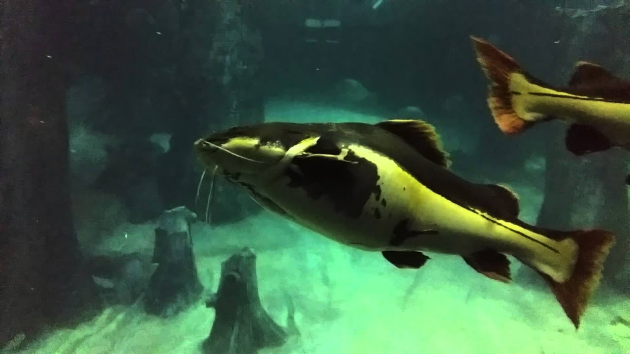 Redtail Catfish and other kinds of predator fish in a huge tank