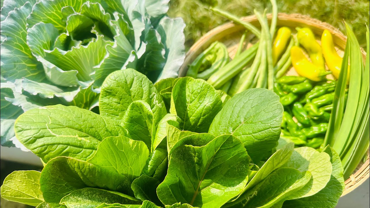 මගේ වගාවෙන් අද කඩාගත්ත දේවල් 😍🥰| home gardening and harvesting 👌