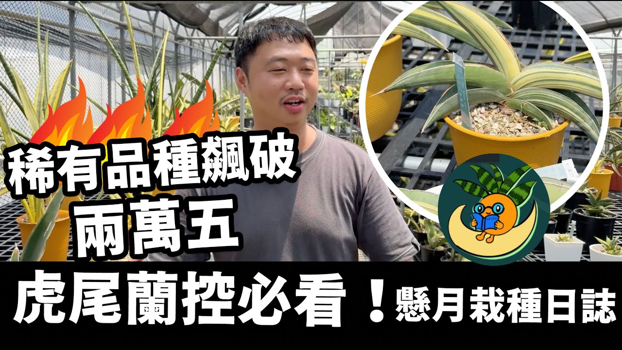 虎尾蘭控必看！稀有品種飆破兩萬五｜懸月栽種日誌