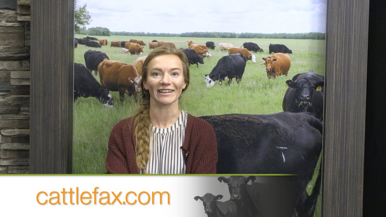 Заключительный звонок Cattlefax – импульс откорма крупного рогатого скота достиг экстремальных зн...