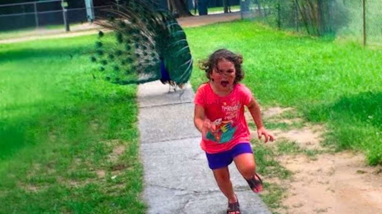 Hilarious Kid Fails You Can’t Stop Laughing At! 😆Try Not To Laugh Challenge
