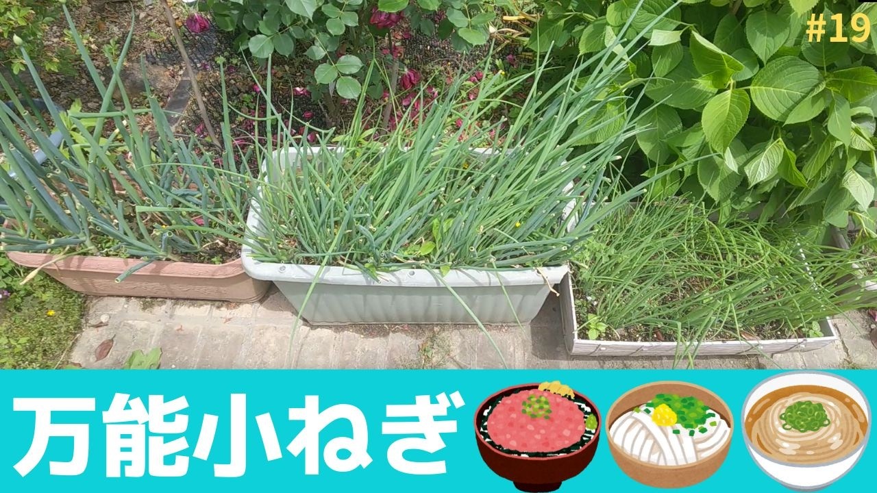 #19 【薬味ネギ作り直し】何度でも収穫　いろんな料理に重宝しもぅ薬味ネギを買う必要はありません。（後付け音声）