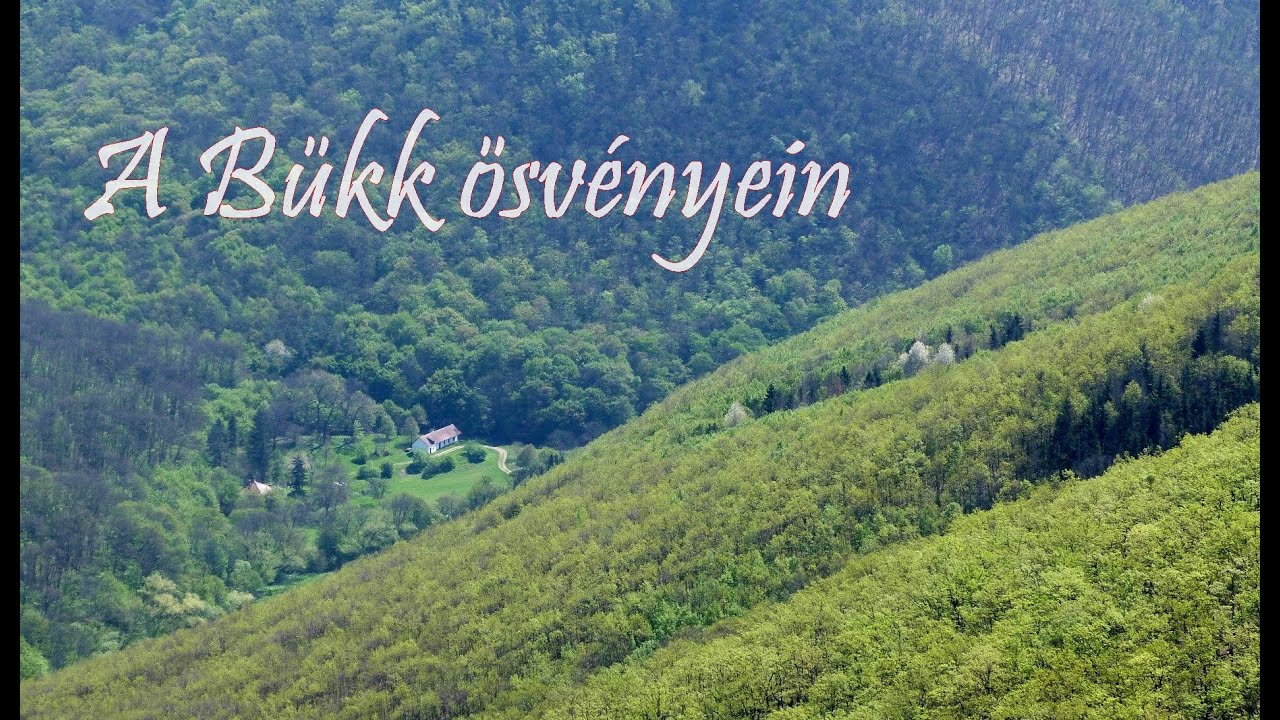 A Bükk ösvényein