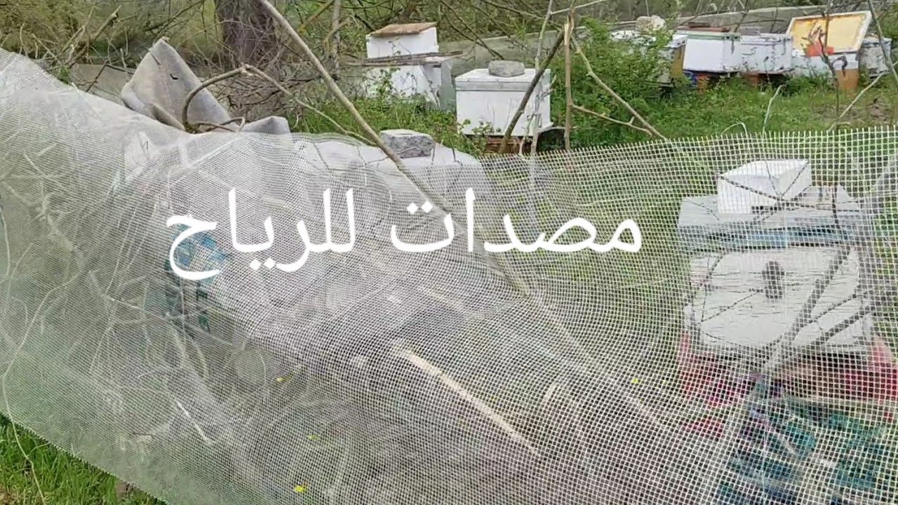 اهمية مصدات الرياح في تربية النحل〰️ Fend off wind.