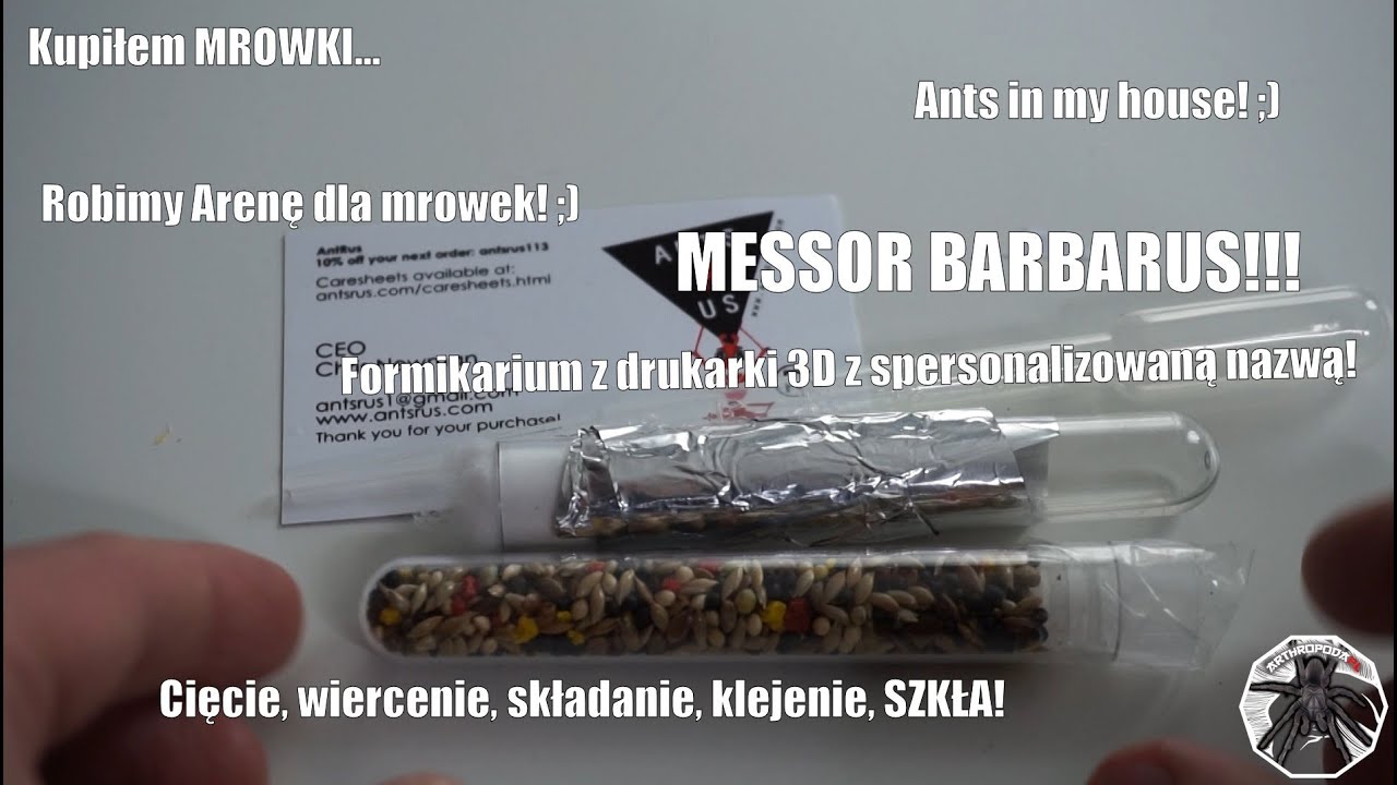 #21 Messor barbarus... KUPIŁEM MRÓWKI! Formikarium 3D, Budowa Areny! Ojjjj
