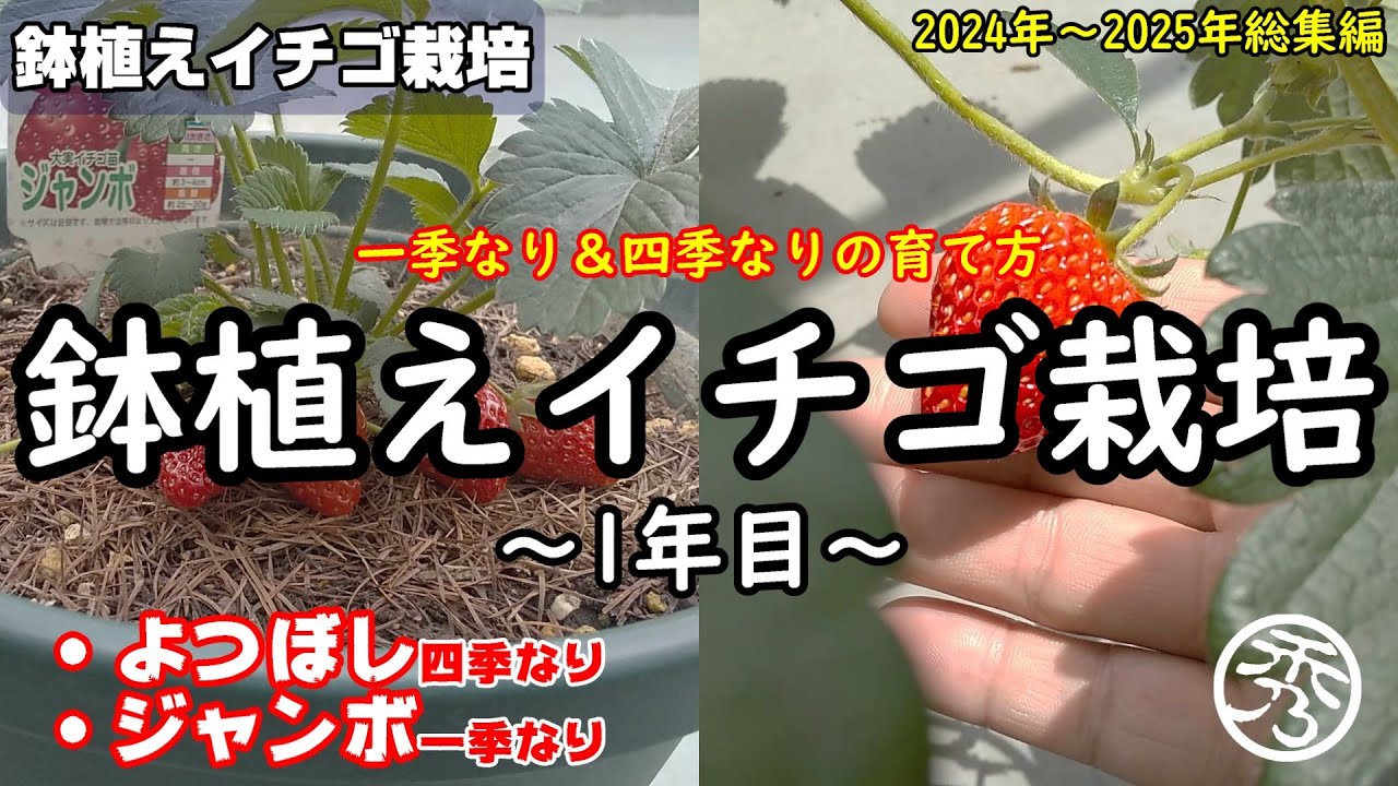 鉢植えイチゴ栽培1年目 ～初心者でもわかる四季なりと一季なりの育て方～