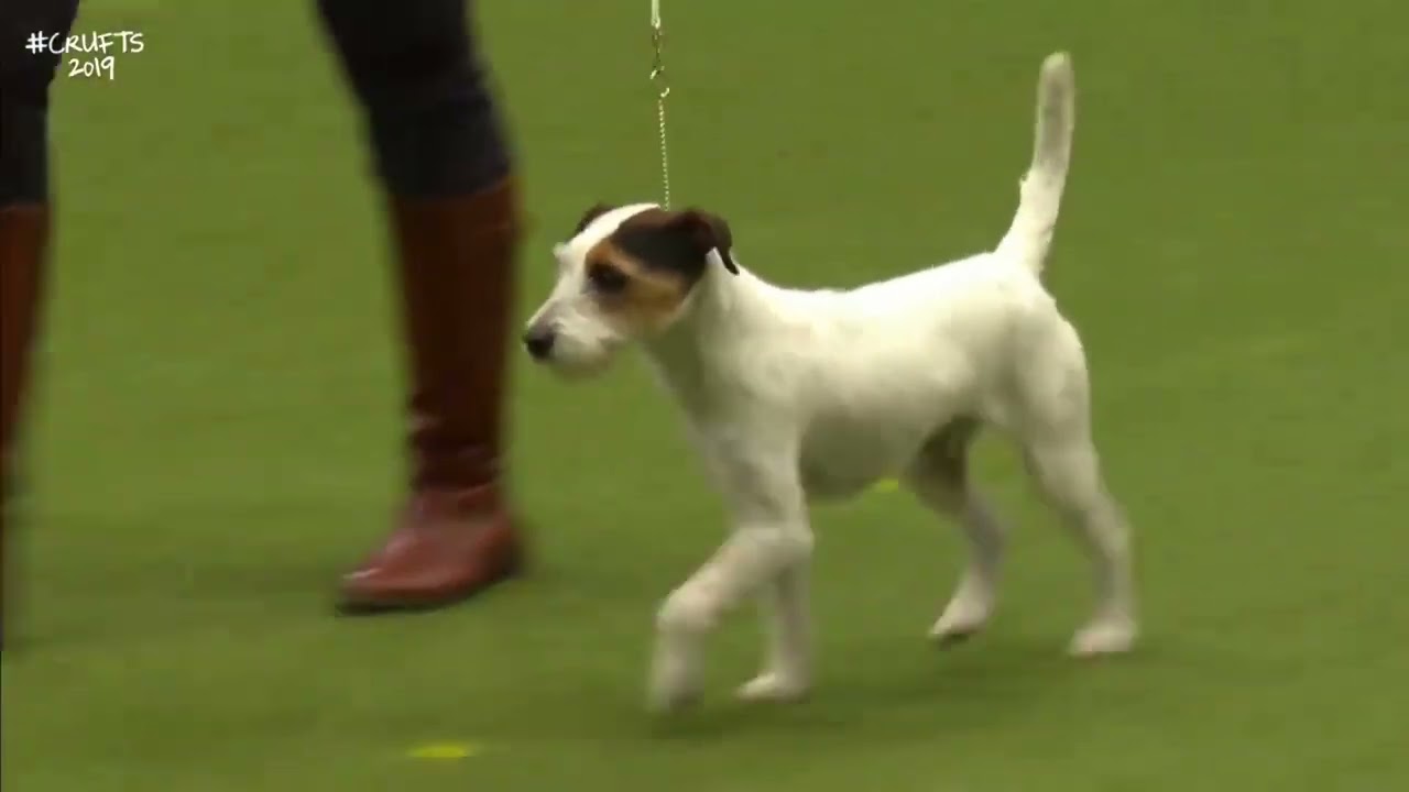 Best of Breed, Terrier Group|PARSON RUSSELL TERRIER|