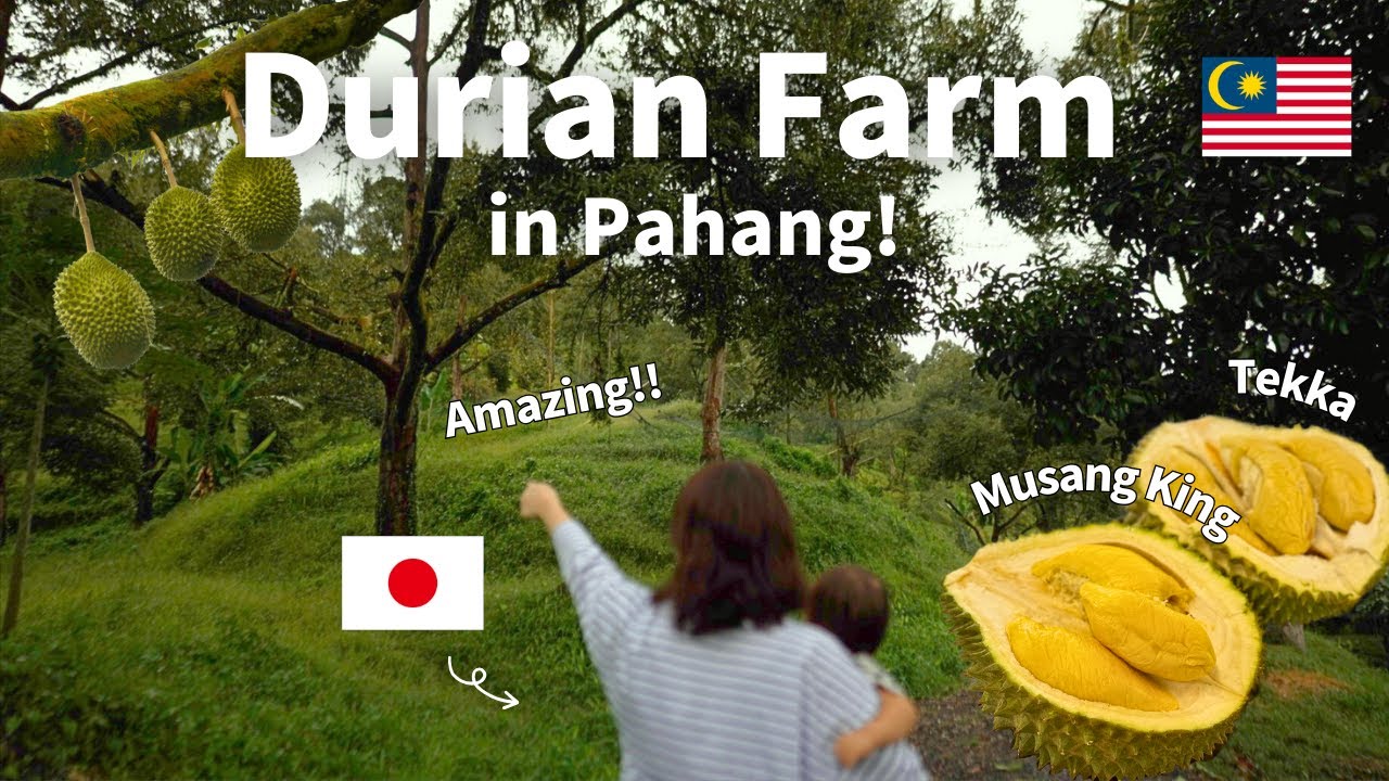 My first time at Durian Farm!/ドリアンファームに行ってきた！/マレーシア🇲🇾