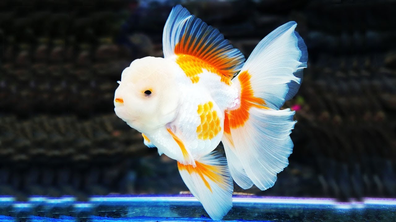 The most beautiful Oranda Goldfish